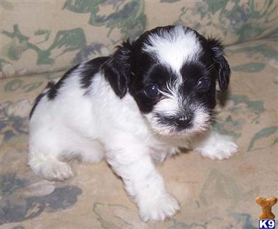 MI-KI PUPPIES FOR SALE